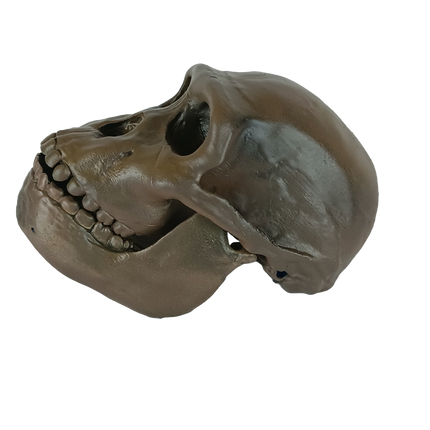 Australopithecus sediba