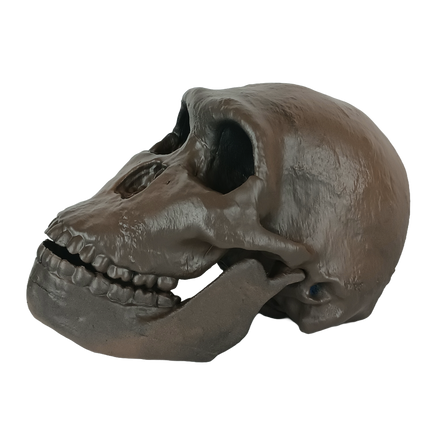 Homo naledi