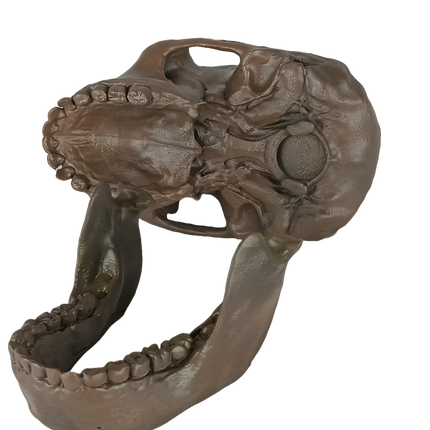 Australopithecus sediba