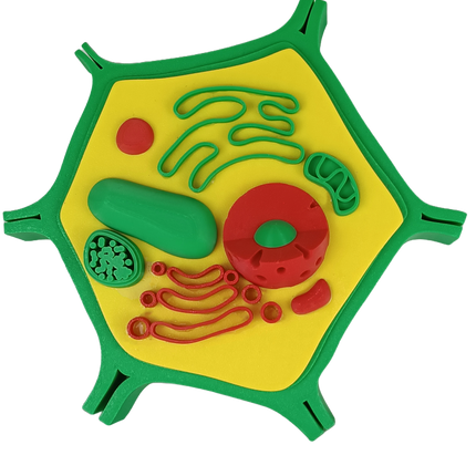 Cellule végétale – Modèle éducatif