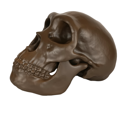 Néandertal (Homo neanderthalensis)