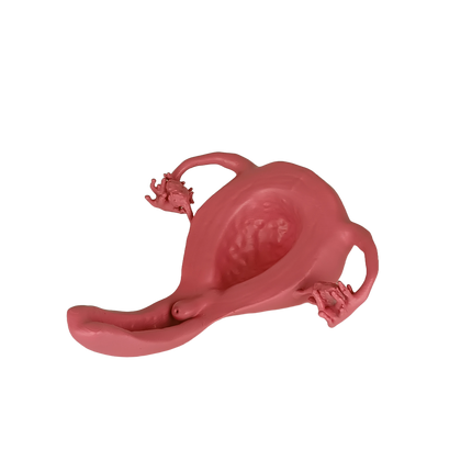 Modèle d’utérus