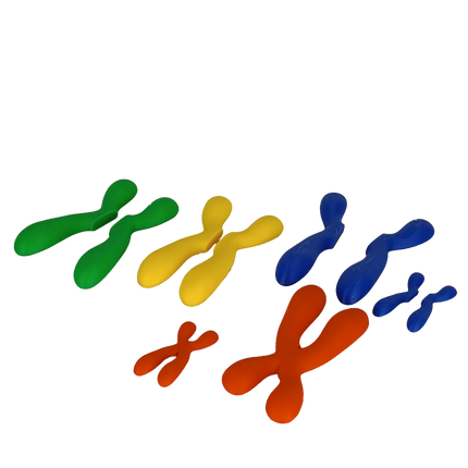 Réplique de Chromosome Séparable – Chromatides Détachables
