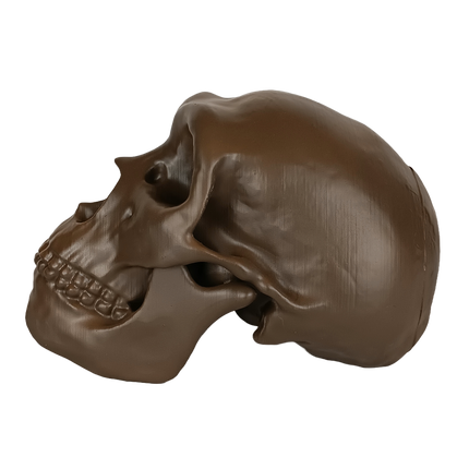Néandertal (Homo neanderthalensis)