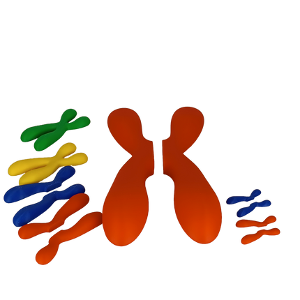 Réplique de Chromosome Séparable – Chromatides Détachables