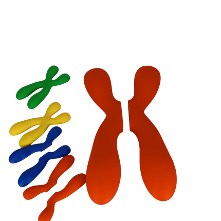 Réplique de Chromosome Séparable – Chromatides Détachables
