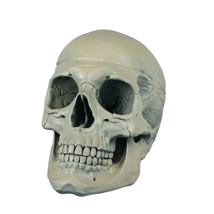 Homo sapiens
