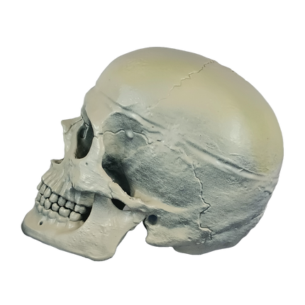 Homo sapiens