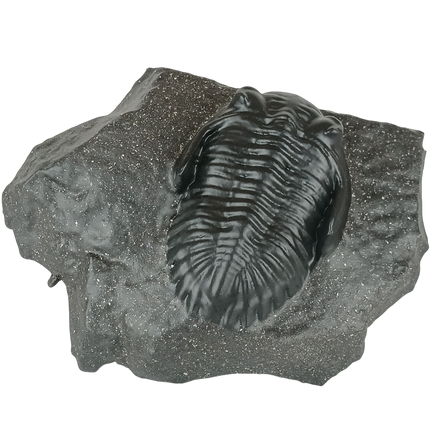 Trilobite Metacanthina sp – Réplique 14 cm sur roche