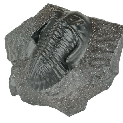 Trilobite Metacanthina sp – Réplique 14 cm sur roche