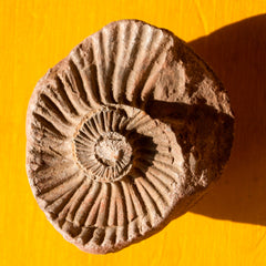 Collection image for: Fossiles