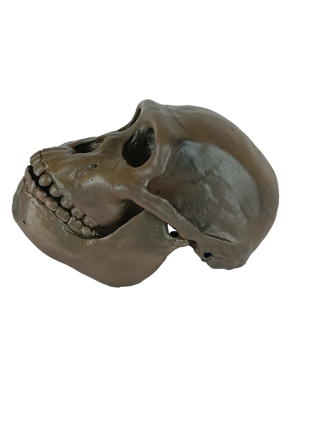 Australopithecus sediba