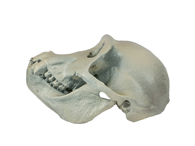 Pan troglodytes (Chimpanzé)