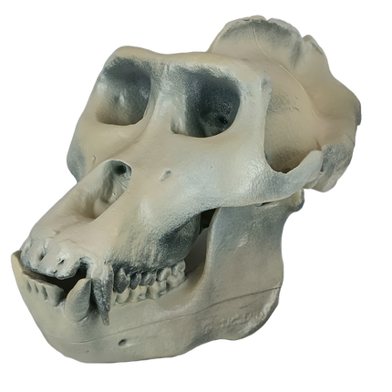 Gorilla sp. (Gorille)