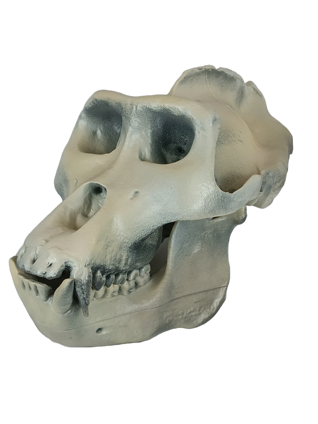 Gorilla sp. (Gorille)