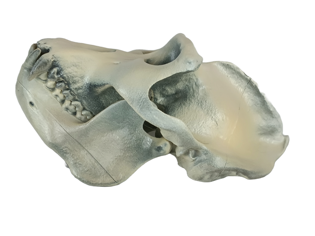 Gorilla sp. (Gorille)