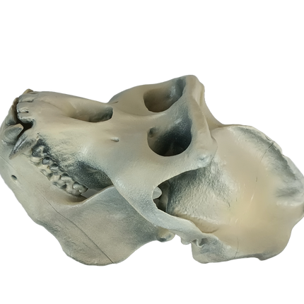 Gorilla sp. (Gorille)