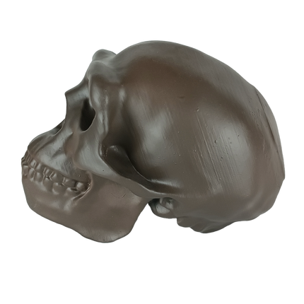 Homo erectus