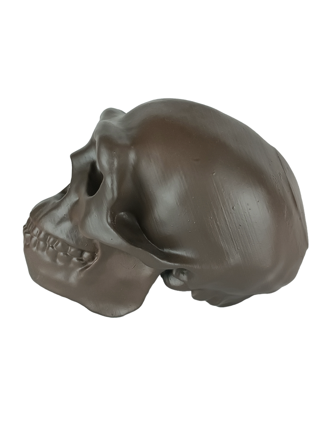 Homo erectus