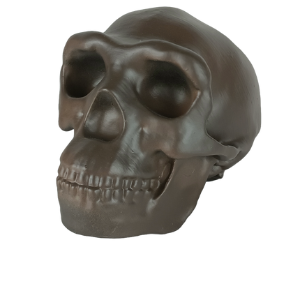 Homo erectus