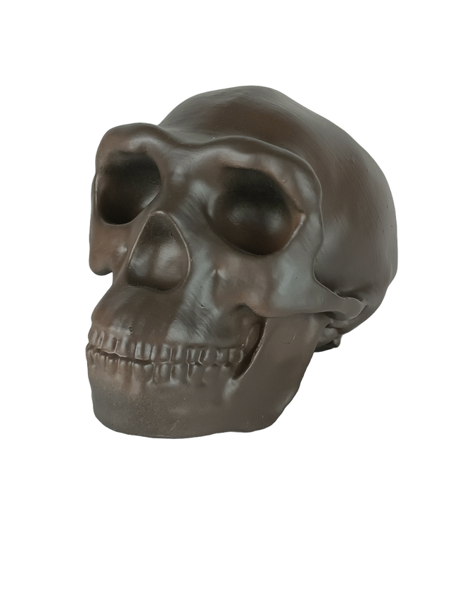 Homo erectus