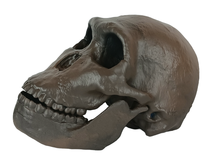 <h2><strong>Reproduction du crâne d'Homo Naledi</strong></h2>