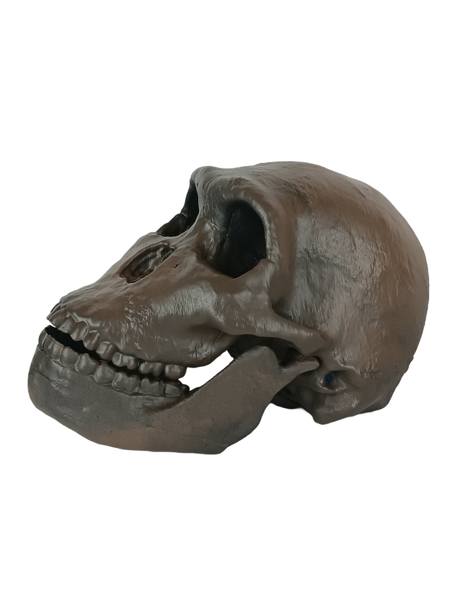 Homo naledi