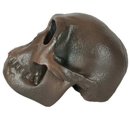 Homo habilis