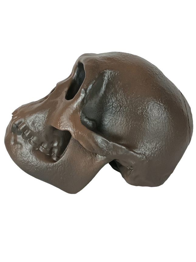 Homo habilis