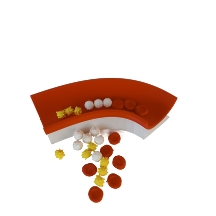 Modèle pédagogique du sang – coupe de veine + érythrocytes, leucocytes et plaquettes activées