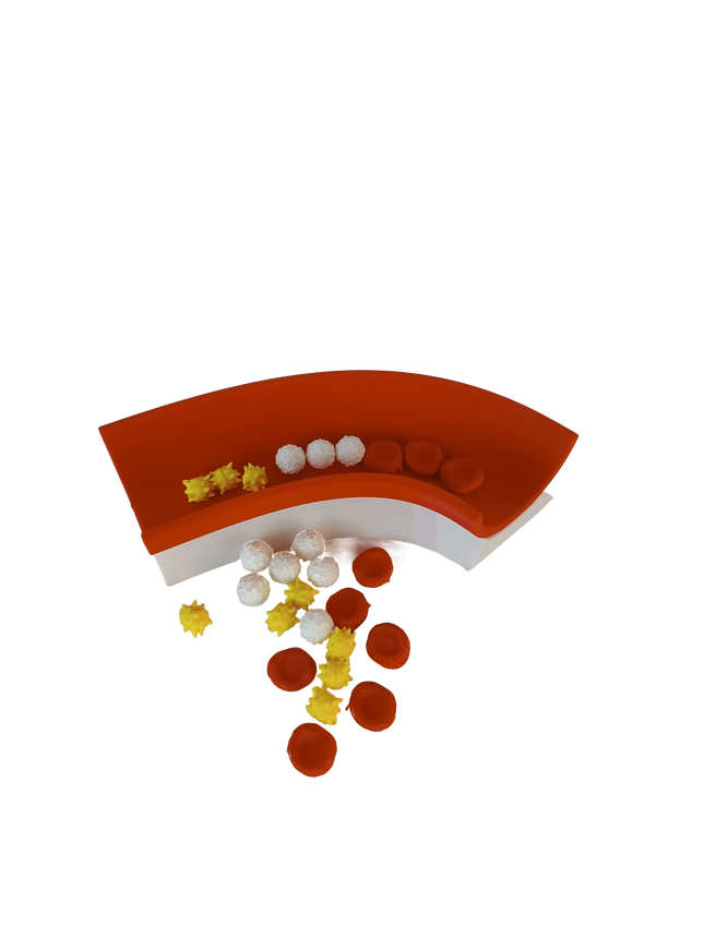 Modèle pédagogique du sang – coupe de veine + érythrocytes, leucocytes et plaquettes activées