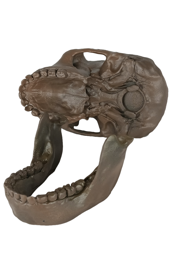 Australopithecus sediba