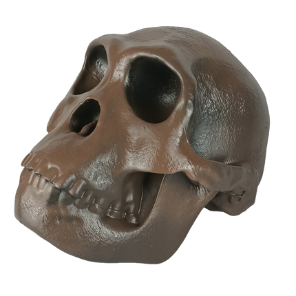 Homo habilis