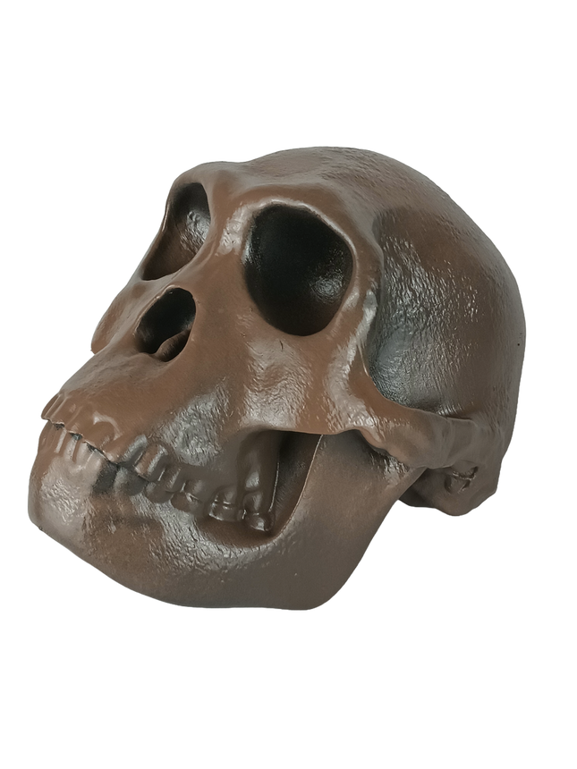 Homo habilis