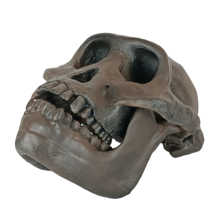 Australopithecus afarensis