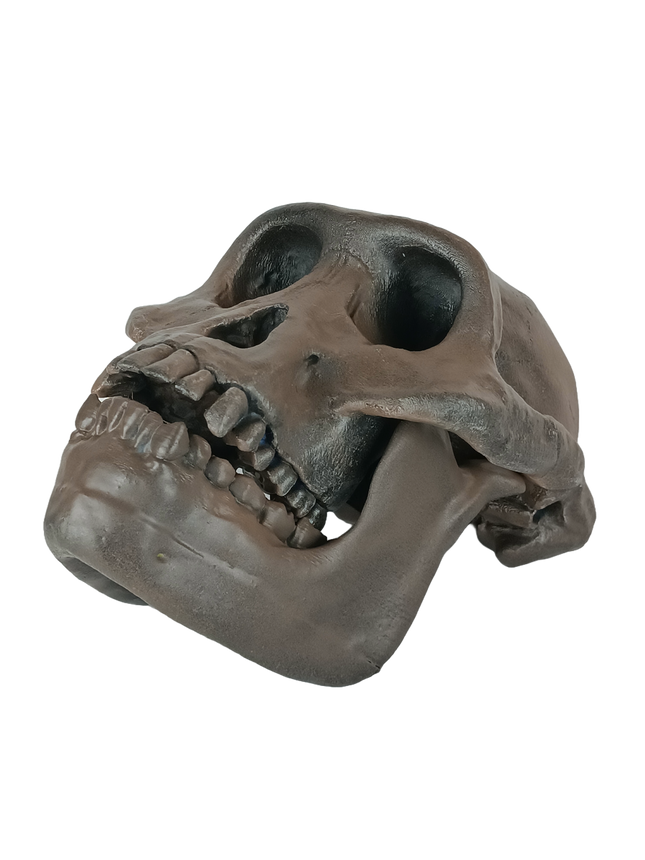 Australopithecus afarensis