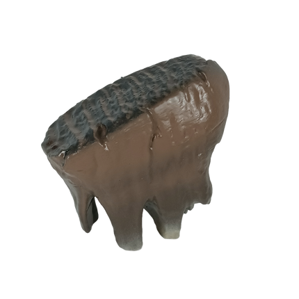 Molaire de mammouth laineux