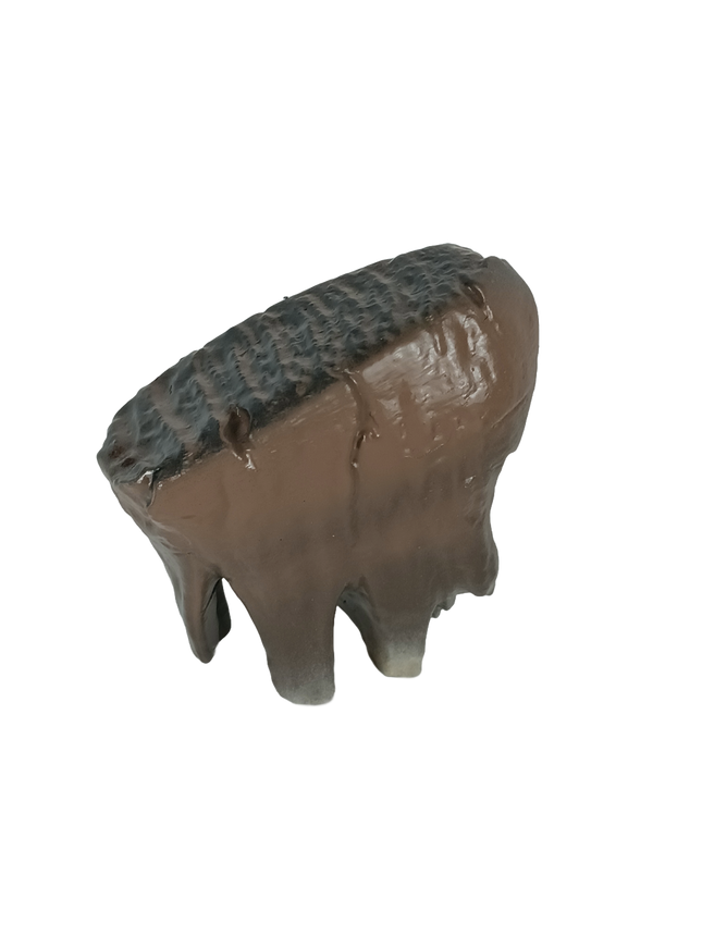 Molaire de mammouth laineux
