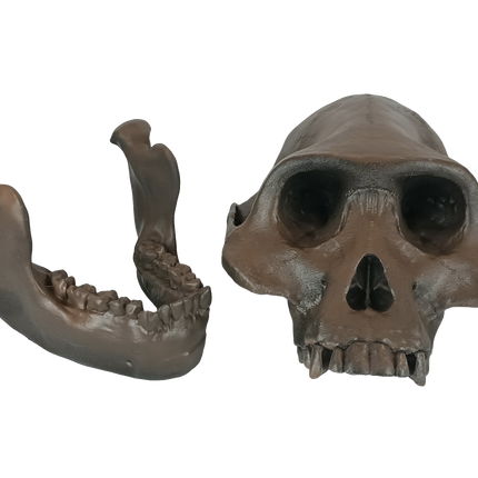 Australopithecus afarensis