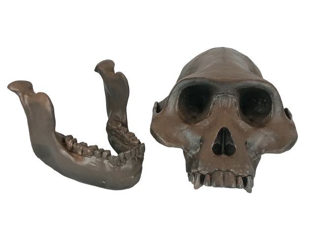 Australopithecus afarensis