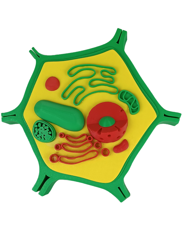 Cellule végétale – Modèle éducatif