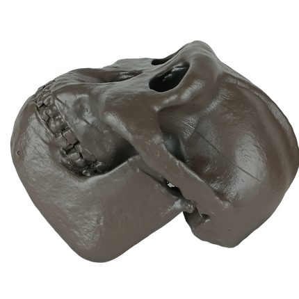 Paranthropus boisei (Australopithecus)