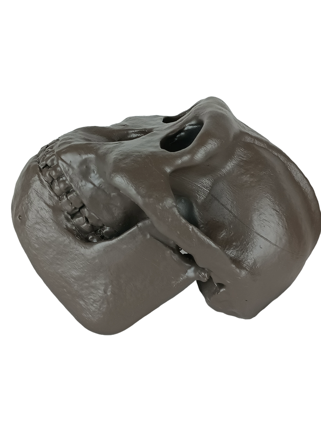 Paranthropus boisei (Australopithecus)