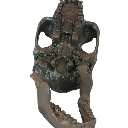 Australopithecus afarensis