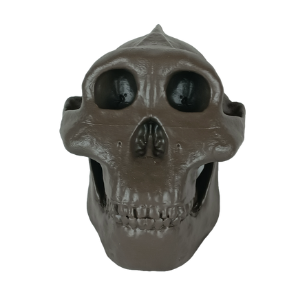 Paranthropus boisei (Australopithecus)