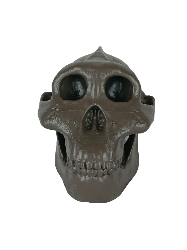 Paranthropus boisei (Australopithecus)