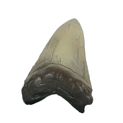 Dent de mégalodon