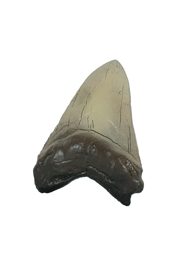 Dent de mégalodon