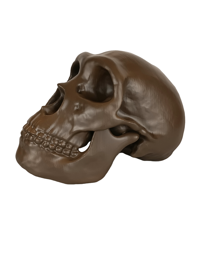 Néandertal (Homo neanderthalensis)