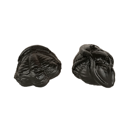 Coffret de 2 trilobites – répliques scannées (5–6 cm)